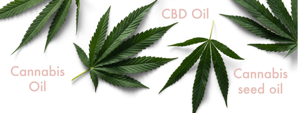 cannabis skincare: what’s the difference between cannabis oil, CBD oil and cannabis seed oil?